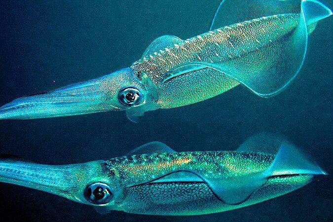 sepasang bigfin reef squid atau cumi-cumi telur (commons.wikimedia.org/Divervincent)