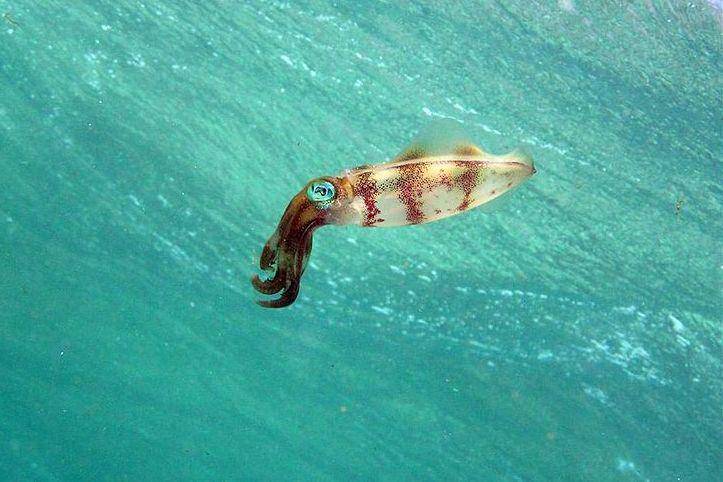 bigfin reef squid atau cumi-cumi telur di dekat permukaan laut (commons.wikimedia.org/Silke Baron)