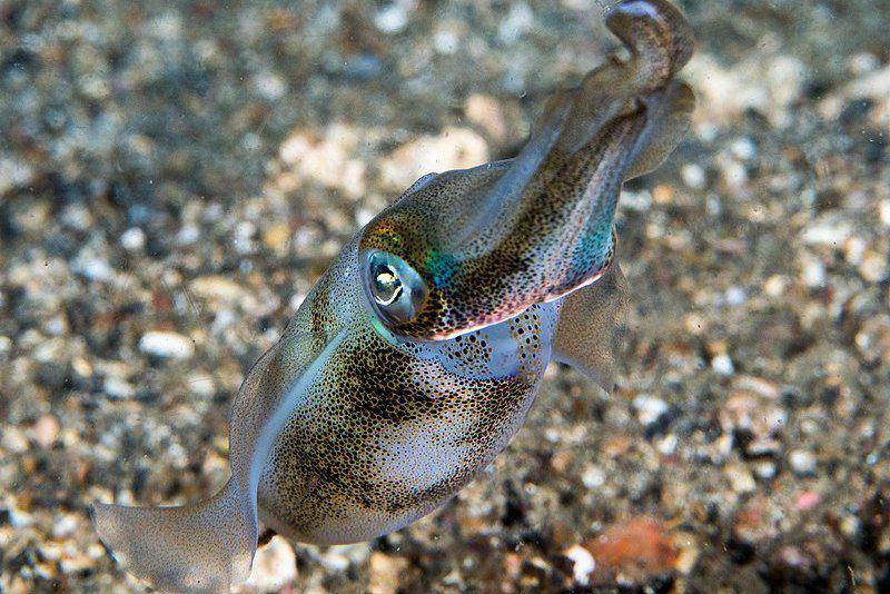 bigfin reef squid atau cumi-cumi telur di Lembeh, Indonesia (commons.wikimedia.org/Rickard Zerpe)