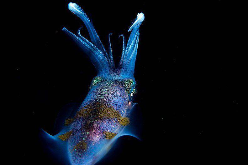 bigfin reef squid atau cumi-cumi telur di perairan Indonesia (commons.wikimedia.org/Rickard Zerpe)