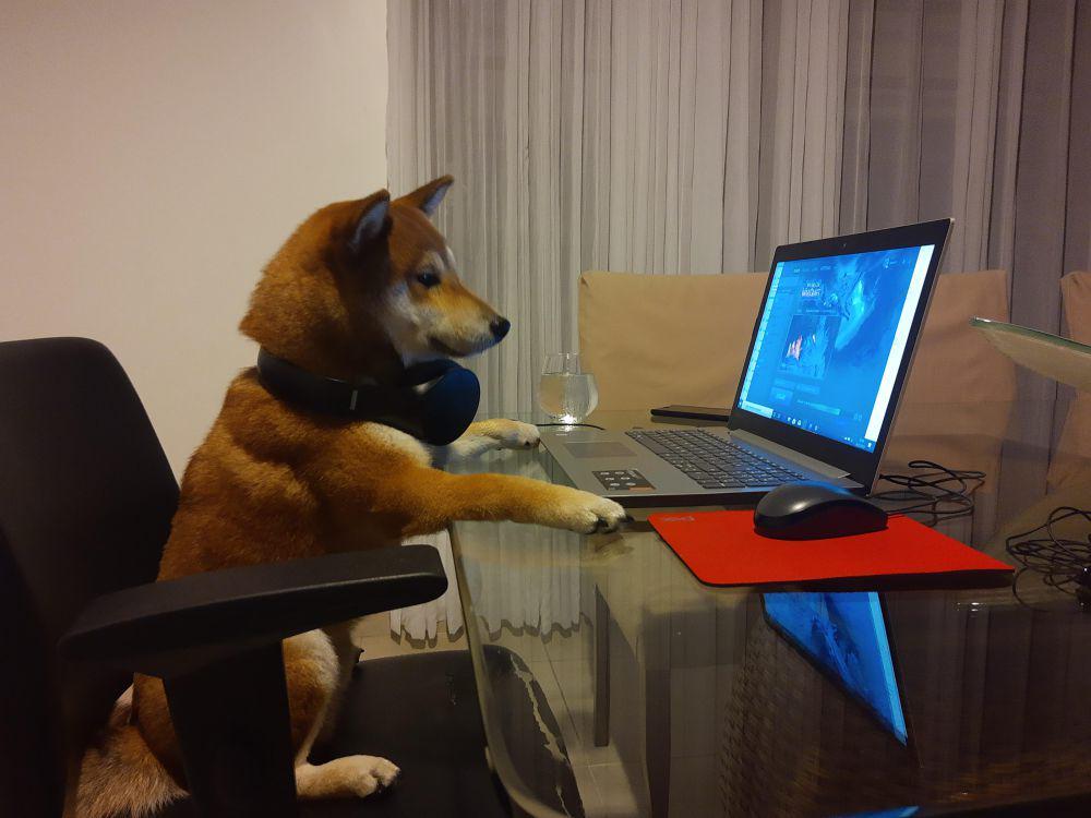 10 Potret Anjing Pakai Laptop, untuk Kerja atau Main Game?