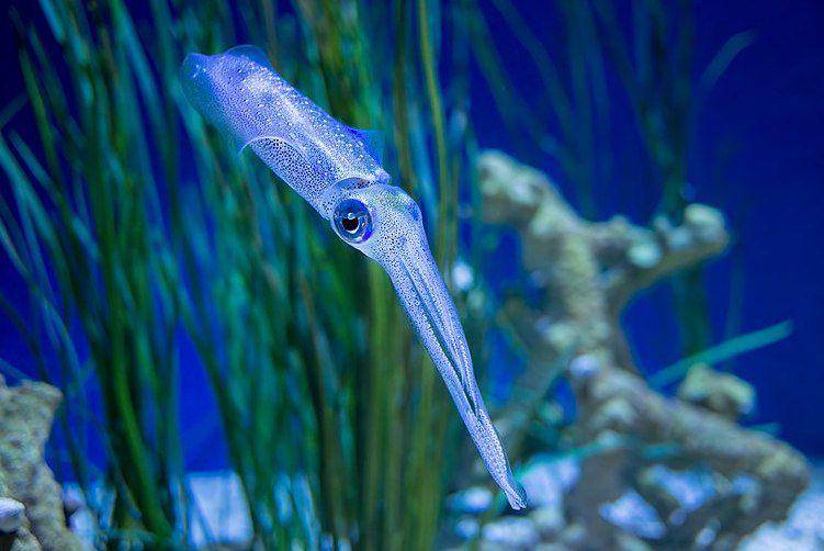 bigfin reef squid atau cumi-cumi telur di Monterey Bay Aquarium (commons.wikimedia.org/Rhododendrites)