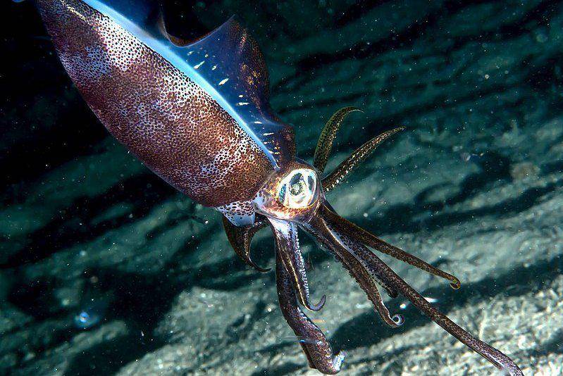 bigfin reef squid atau cumi-cumi telur di Lembeh, Indonesia (commons.wikimedia.org/Rickard Zerpe)