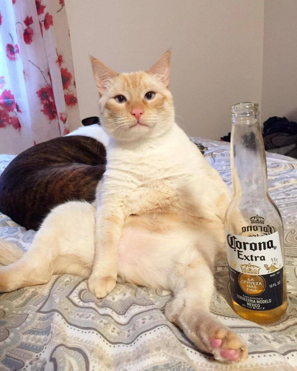 potret kucing pura-pura minum bir (reddit.com/user/jamster8983)