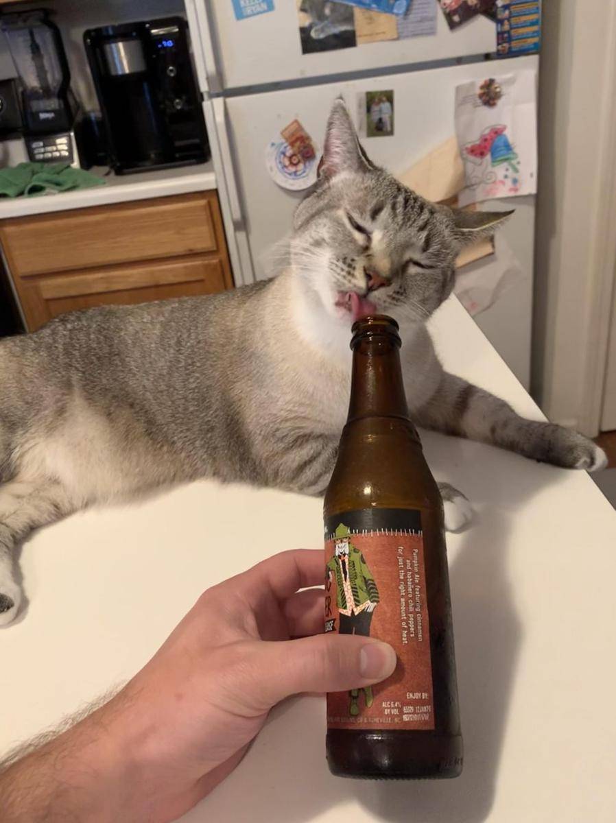 potret kucing pura-pura minum bir (reddit.com/user/EatMyAzzoli)