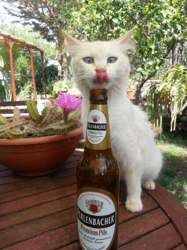 potret kucing pura-pura minum bir (reddit.com/user/rublagar)
