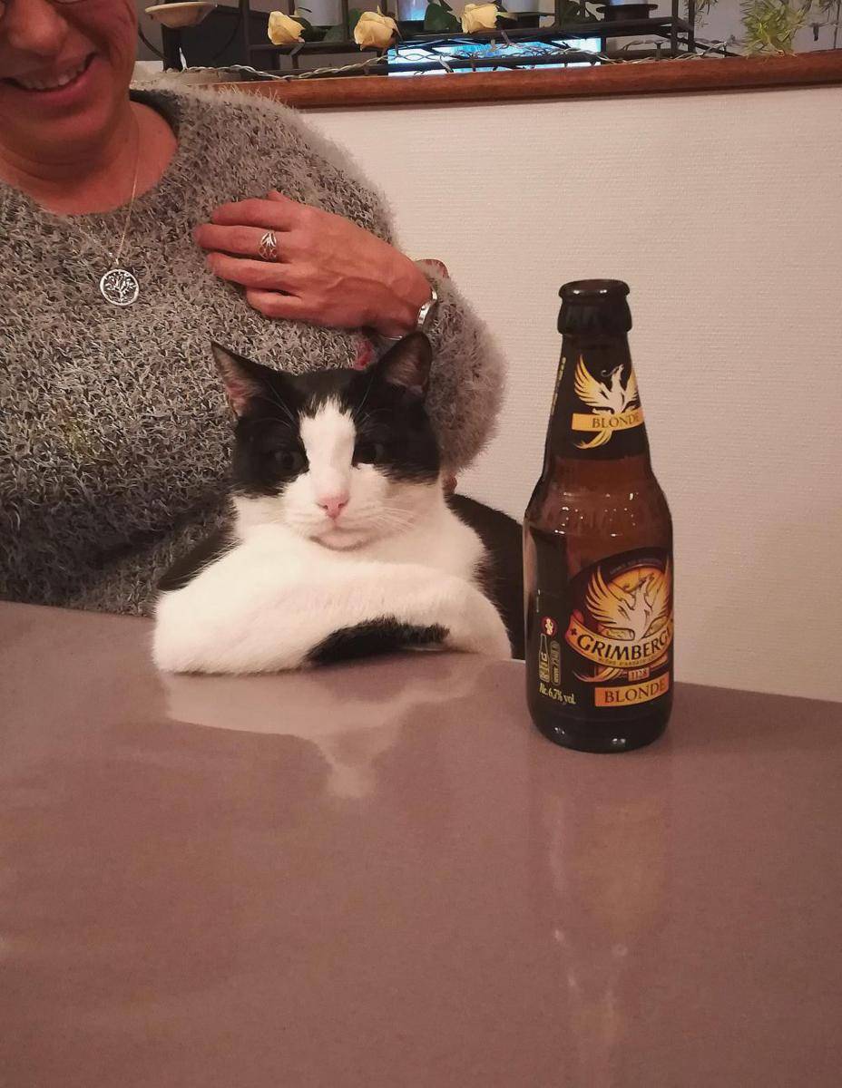 potret kucing pura-pura minum bir (reddit.com/user/MadoneXI)