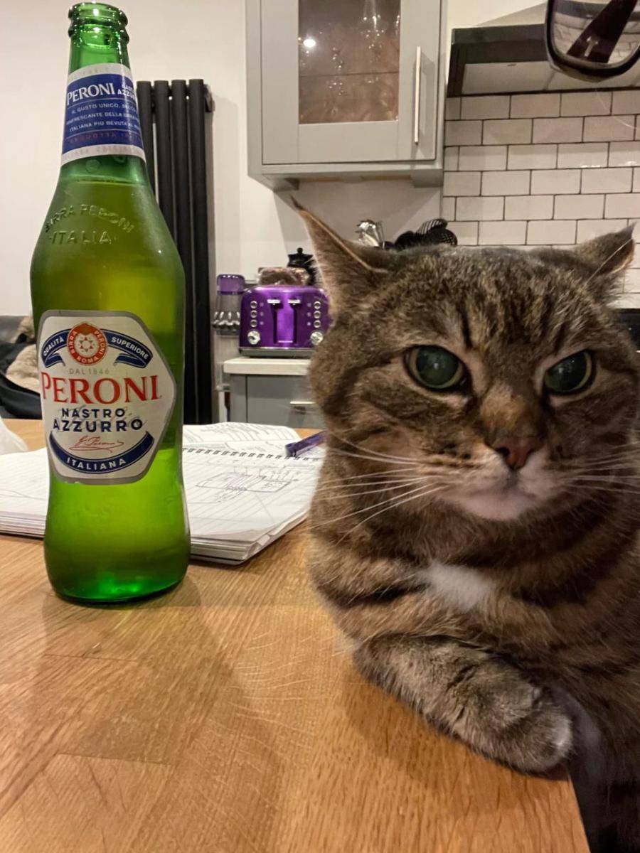 potret kucing pura-pura minum bir (reddit.com/user/escape_button)