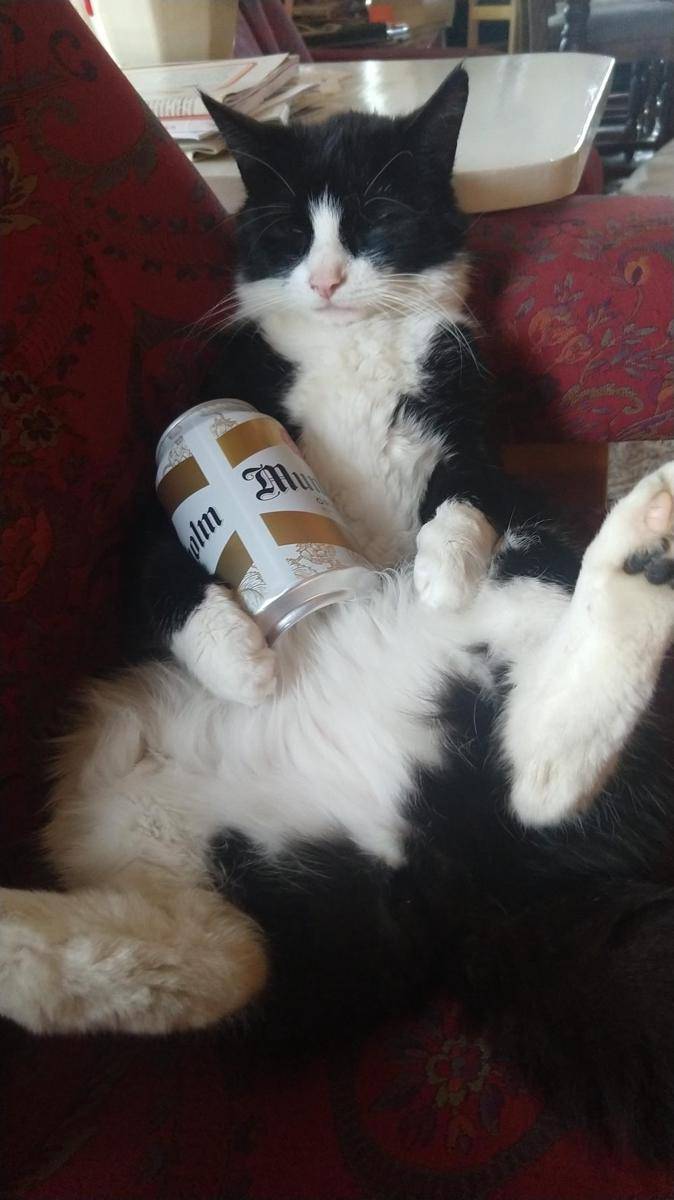 potret kucing pura-pura minum bir (reddit.com/user/NootNoot298)