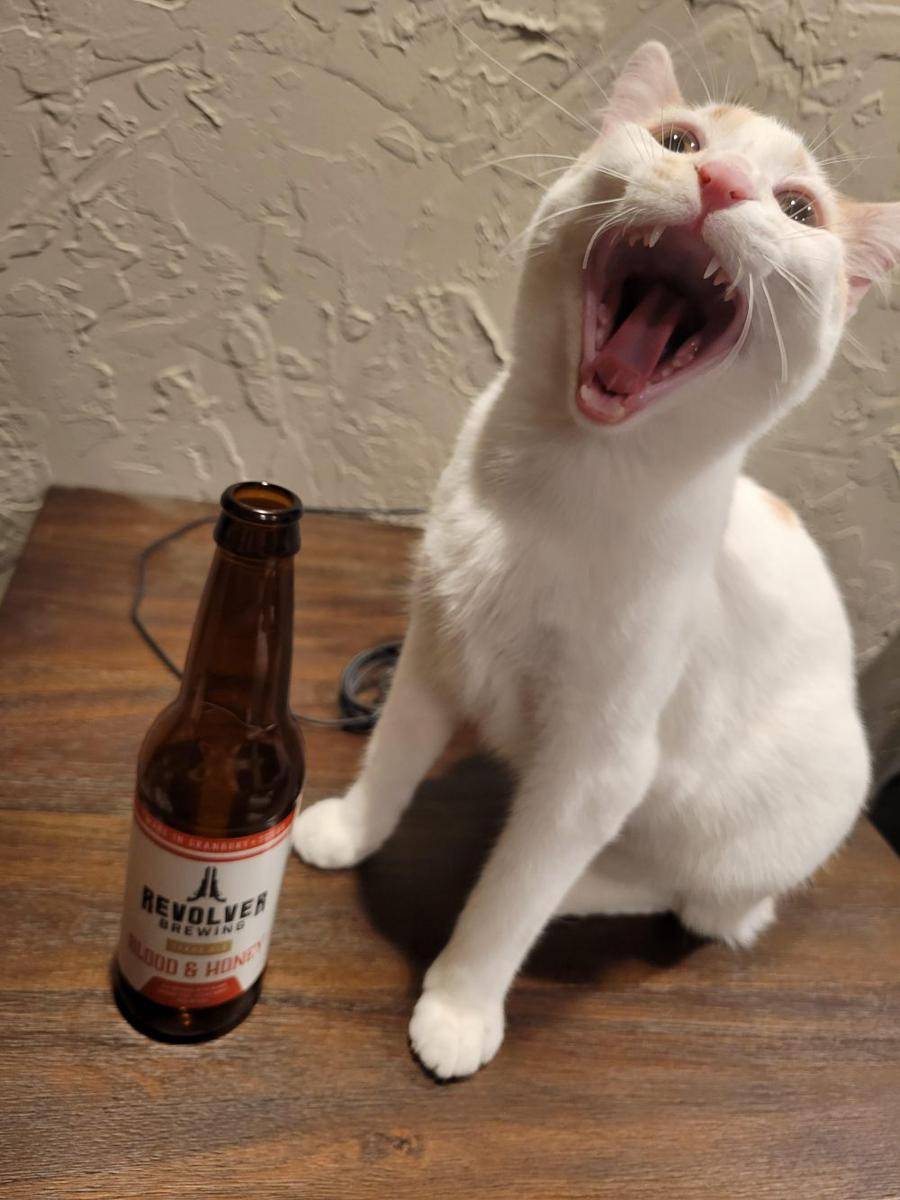 potret kucing pura-pura minum bir (reddit.com/user/-herekitty_kitty-)
