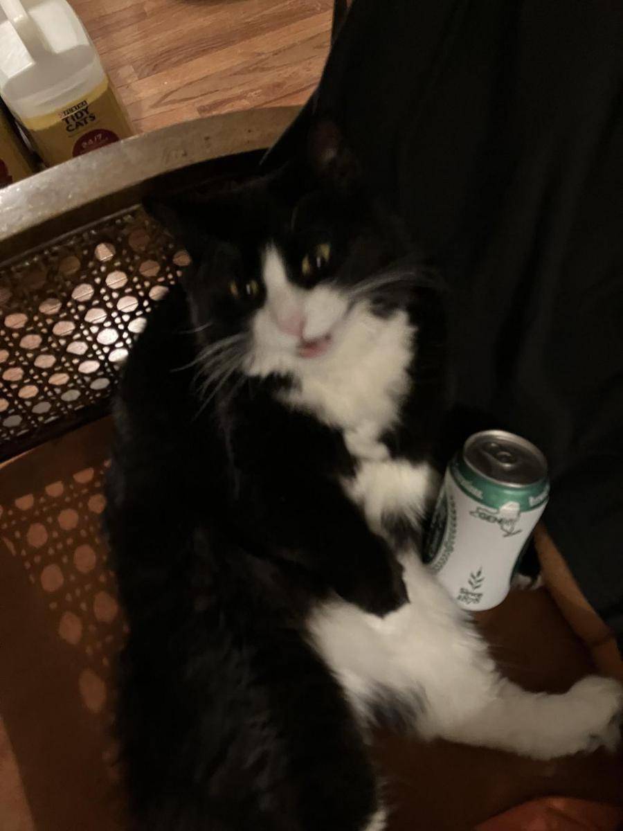 potret kucing pura-pura minum bir (reddit.com/user/Wonderful_Reach_6097)