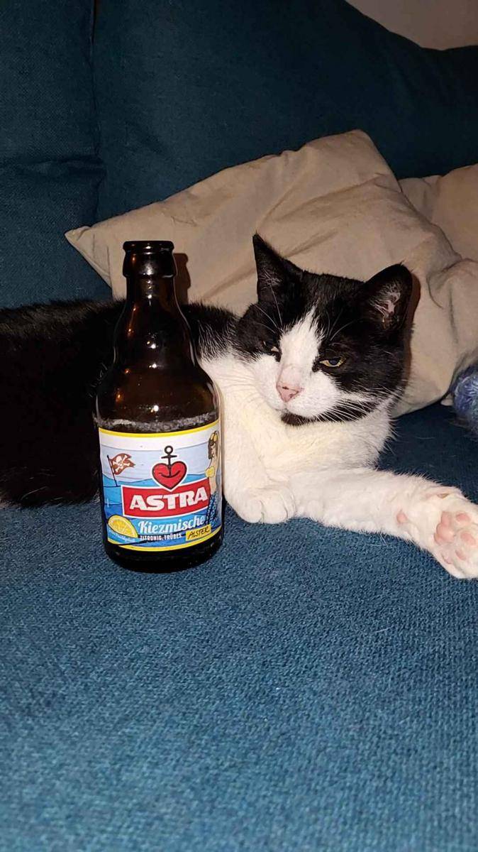 potret kucing pura-pura minum bir (reddit.com/user/mrnks13)