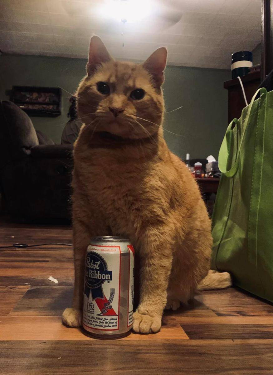 potret kucing pura-pura minum bir (reddit.com/user/xDiscoDuckx)