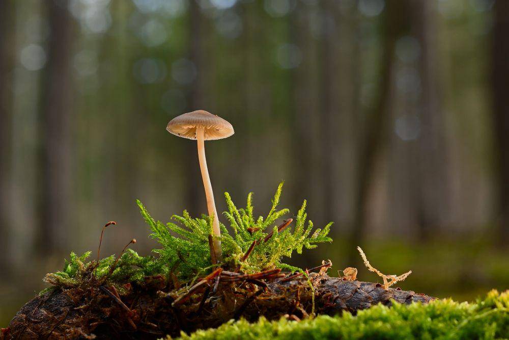 ilustrasi mikroorganisme berupa jamur (pixabay/jggrz)
