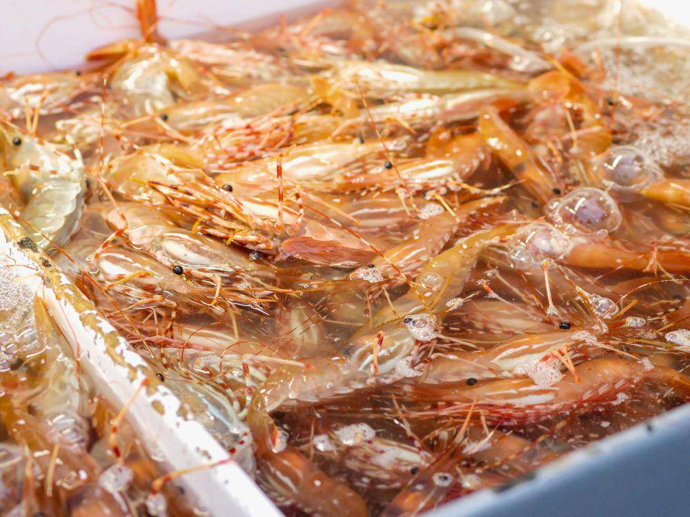 ilustrasi udang (pexels.com/Kindel Media)