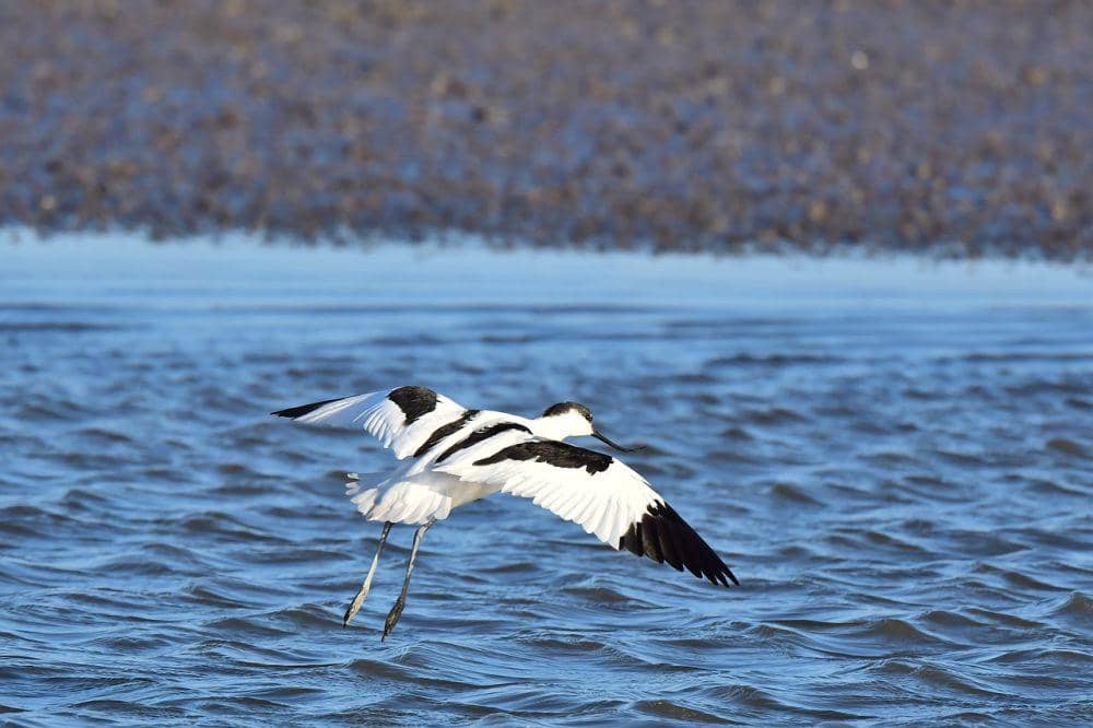 Pied avocet (pixabay.com/Unknown)