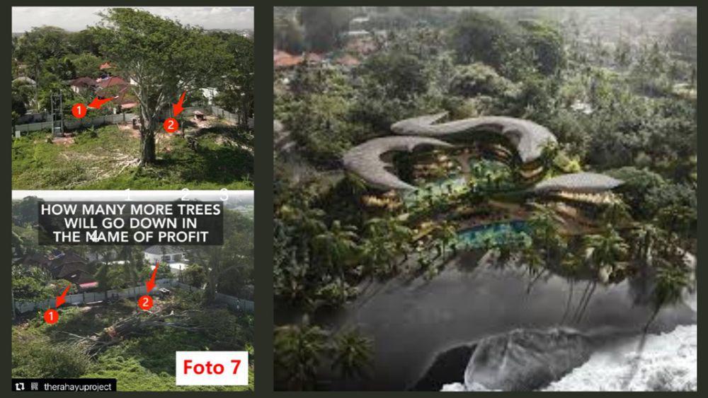 [Cek Fakta] Pohon Besar Ditebang di Seseh Bali