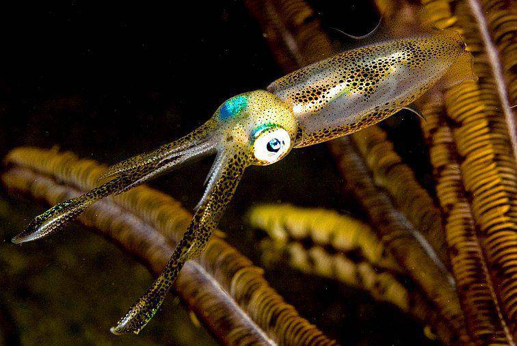 tampak dekat bigfin reef squid atau cumi-cumi telur (commons.wikimedia.org/Nhobgood - Nick Hobgood)