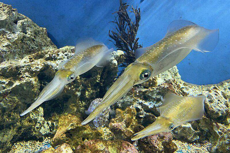 kelompok bigfin reef squid atau cumi-cumi telur (commons.wikimedia.org/Totti)