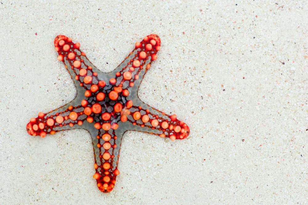 5 Fakta Menarik dari Bintang Laut, ternyata Bukan Ikan!