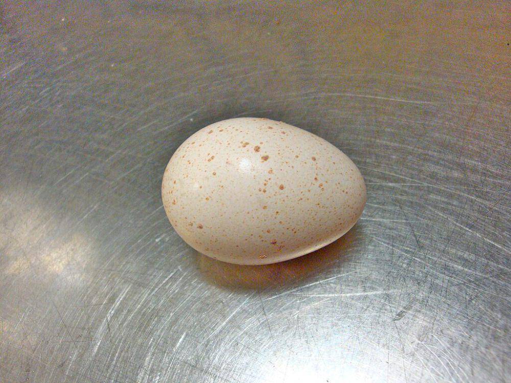 telur turki (commons.wikimedia.org/David Blaine)