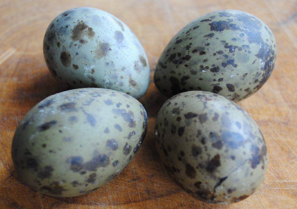 telur burung camar (flickr.com/Stuart and Jen Robertson)