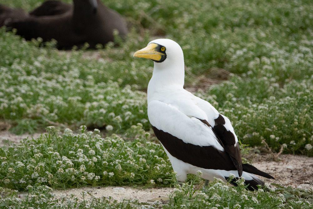 6 Fakta Menarik Masked Booby, Pemakan Cumi yang Teritorial
