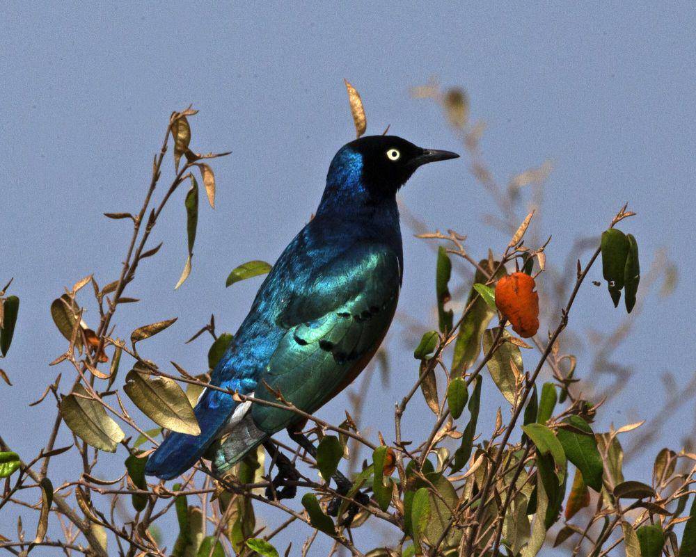 Jalak afrika (commons.m.wikimedia.org/Lip Kee)