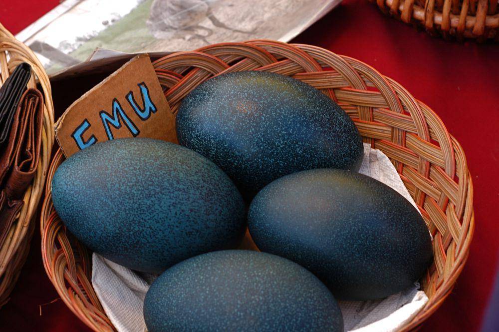 telur emu (flickr.com/Seoulful Adventures)