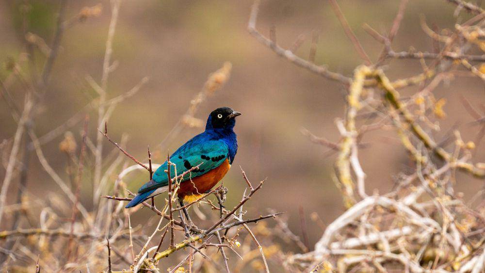 Jalak afrika (pixabay.com/Jurgen Bierlein)