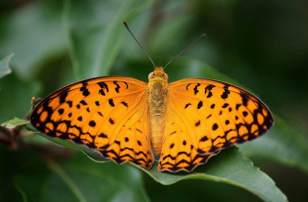 ilustrasi common leopard (commons.wikimedia.org/Anton Croos)