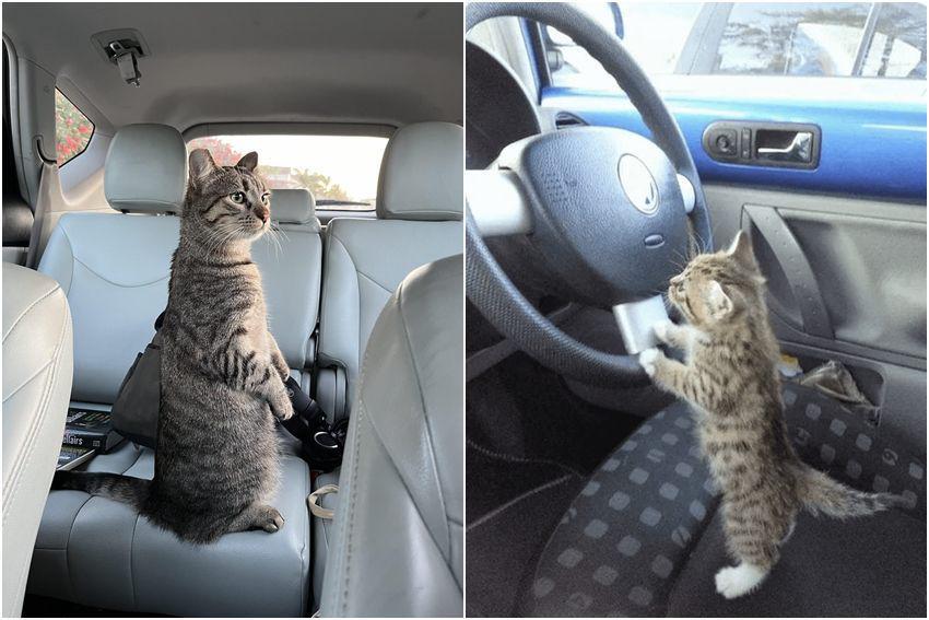 7 Potret Lucu Kucing Berdiri di dalam Mobil, Sampai Pegang Setir!