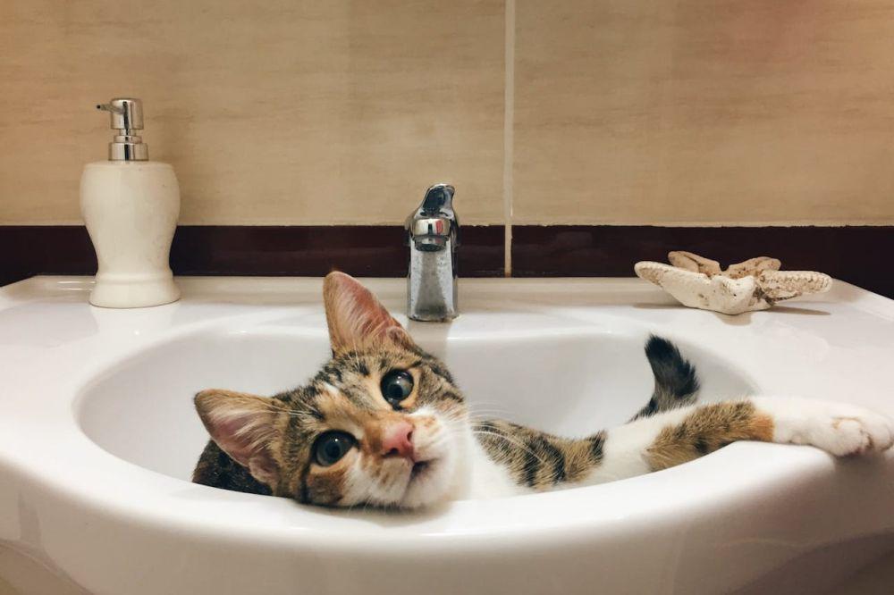 6 Alasan Kucing Senang Tidur di Wastafel
