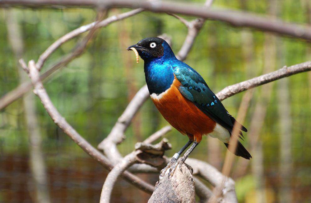 Jalak afrika (pixabay.com/Steve Bidmead)