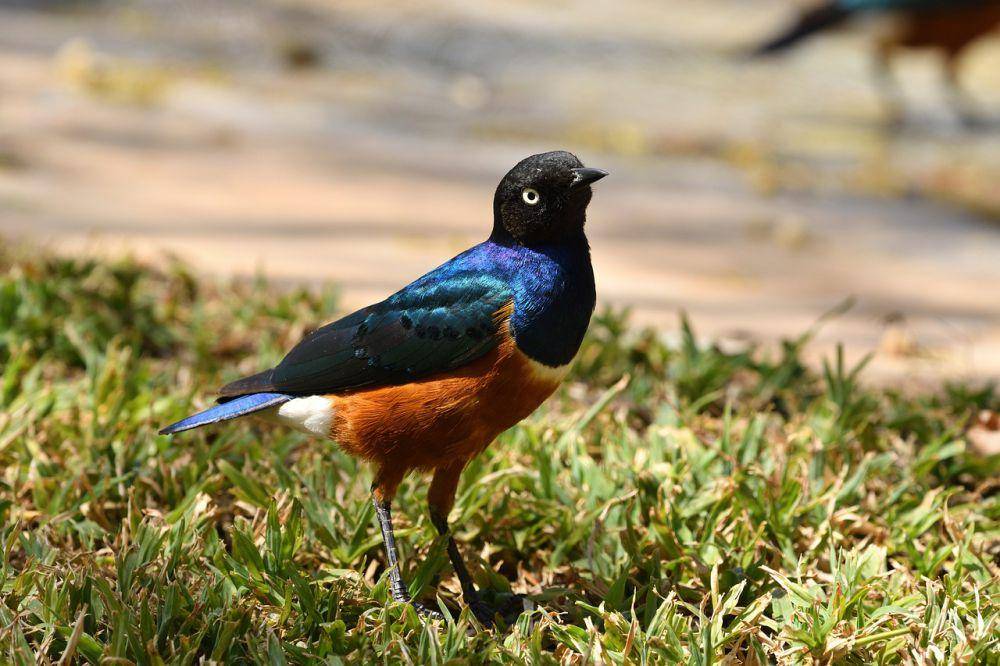 Jalak afrika (pixabay.com/xiSerge)
