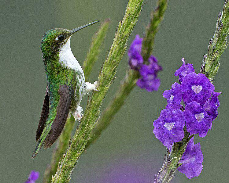 Kolibri ekor raket sepatu bot putih betina memiliki ciri fisik yang berbeda dari jantannya. (commons.wikimedia.org/Lip Kee)