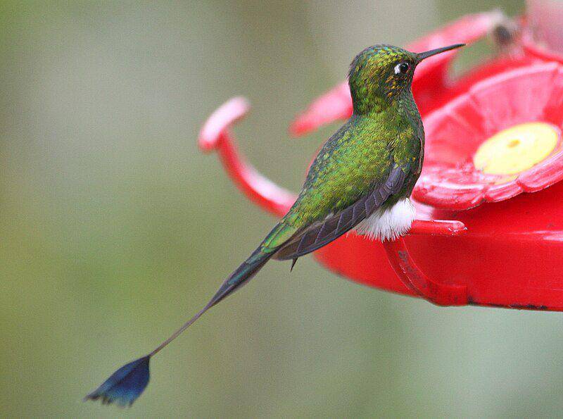 Kolibri ekor raket sepatu bot putih tersebar di sekitar Pegunungan Andes. (commons.wikimedia.org/Soler97)