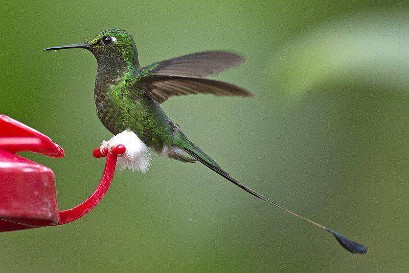 potret kolibri ekor raket sepatu bot putih yang hendak mengonsumsi nektar (commons.wikimedia.org/Lip Kee)