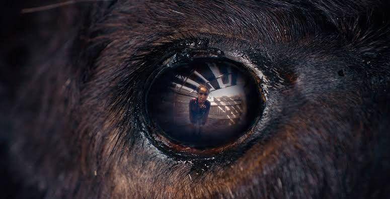 Animale (dok. Wild Bunch/Animale)