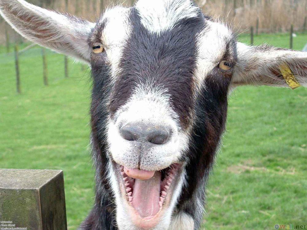 10 Potret Kambing Tersenyum, Jadi Gemas Begini!
