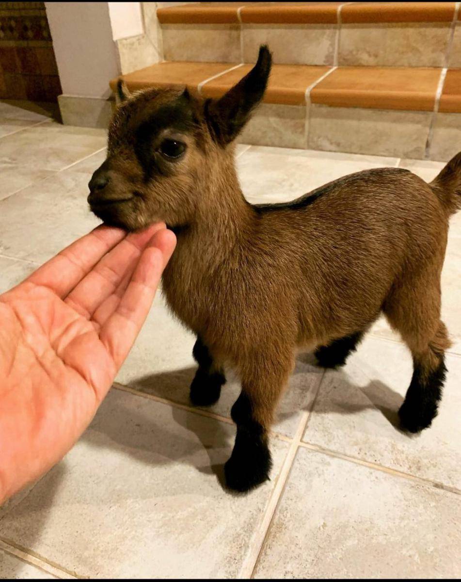 potret kambing senyum (reddit.com/user/KouGoesMoo)