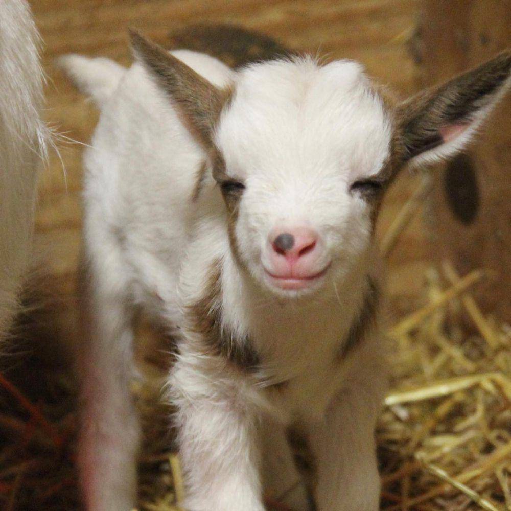 potret kambing senyum (reddit.com/user/AkiteruSanpaii)