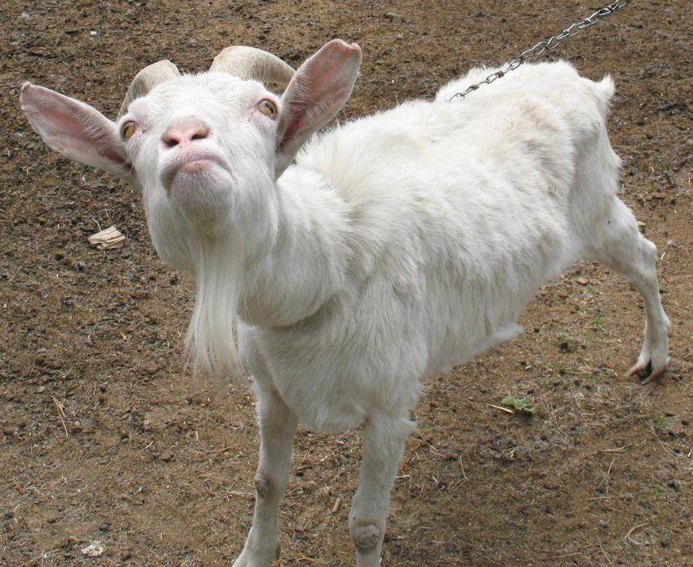 potret kambing senyum (imgur.com/user/Bendaman)