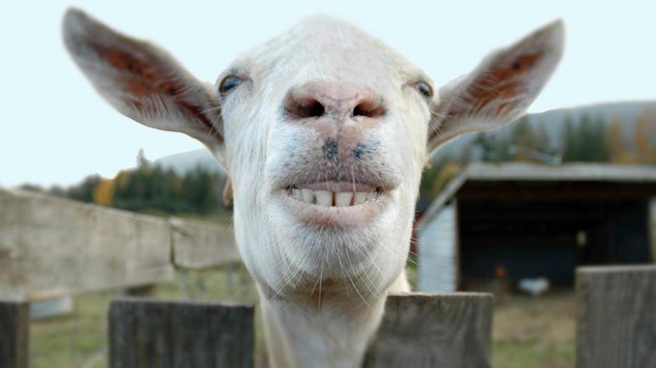 potret kambing senyum (reddit.com/user/jackrech)