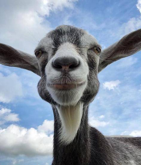 potret kambing senyum (reddit.com/user/b12ftw)