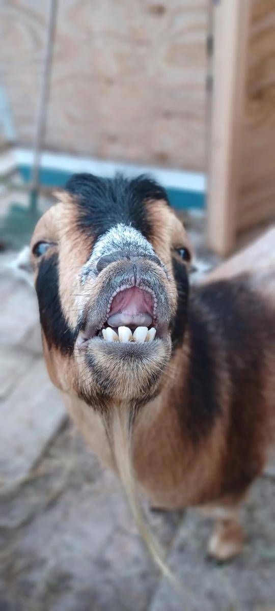 potret kambing senyum (reddit.com/user/burtcoal)