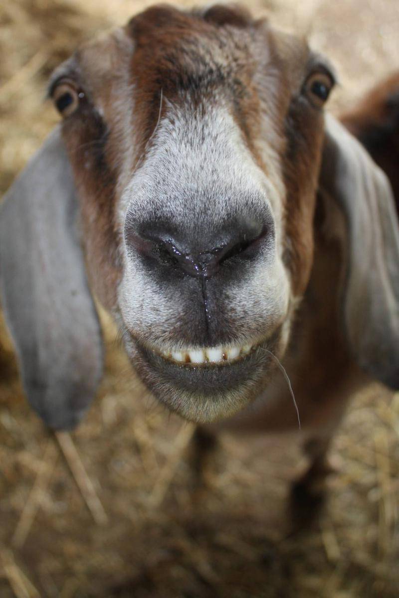 potret kambing senyum (reddit.com/user/taryndactyl)