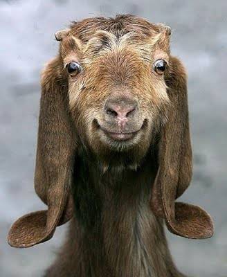 potret kambing senyum (reddit.com/user/Lazybaeboo3)