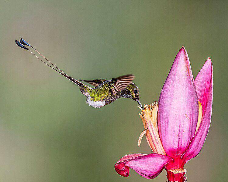 populasi kolibri ekor raket sepatu bot putih di alam masih aman (commons.wikimedia.org/Andy Morffew)