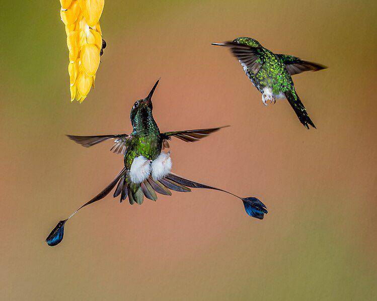 potret pasangan kolibri ekor raket sepatu bot putih (commons.wikimedia.org/Andy Morffew)